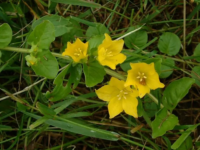 Penningkruid