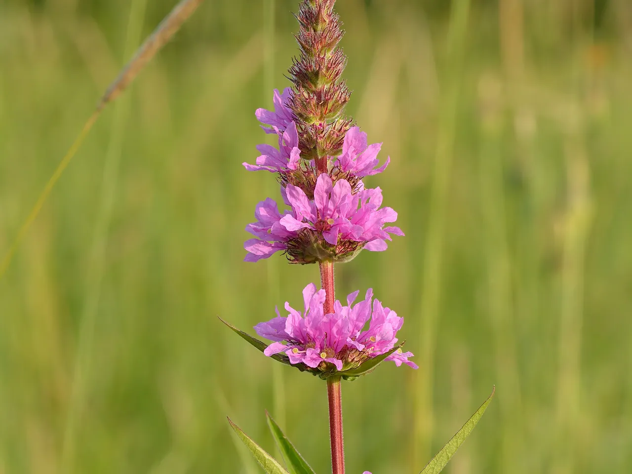 Loosestrife