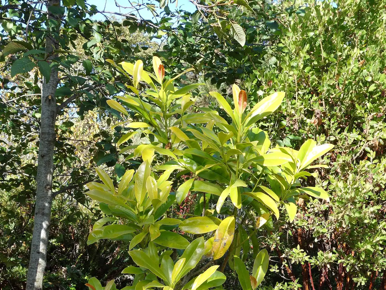 Magnolia sinica
