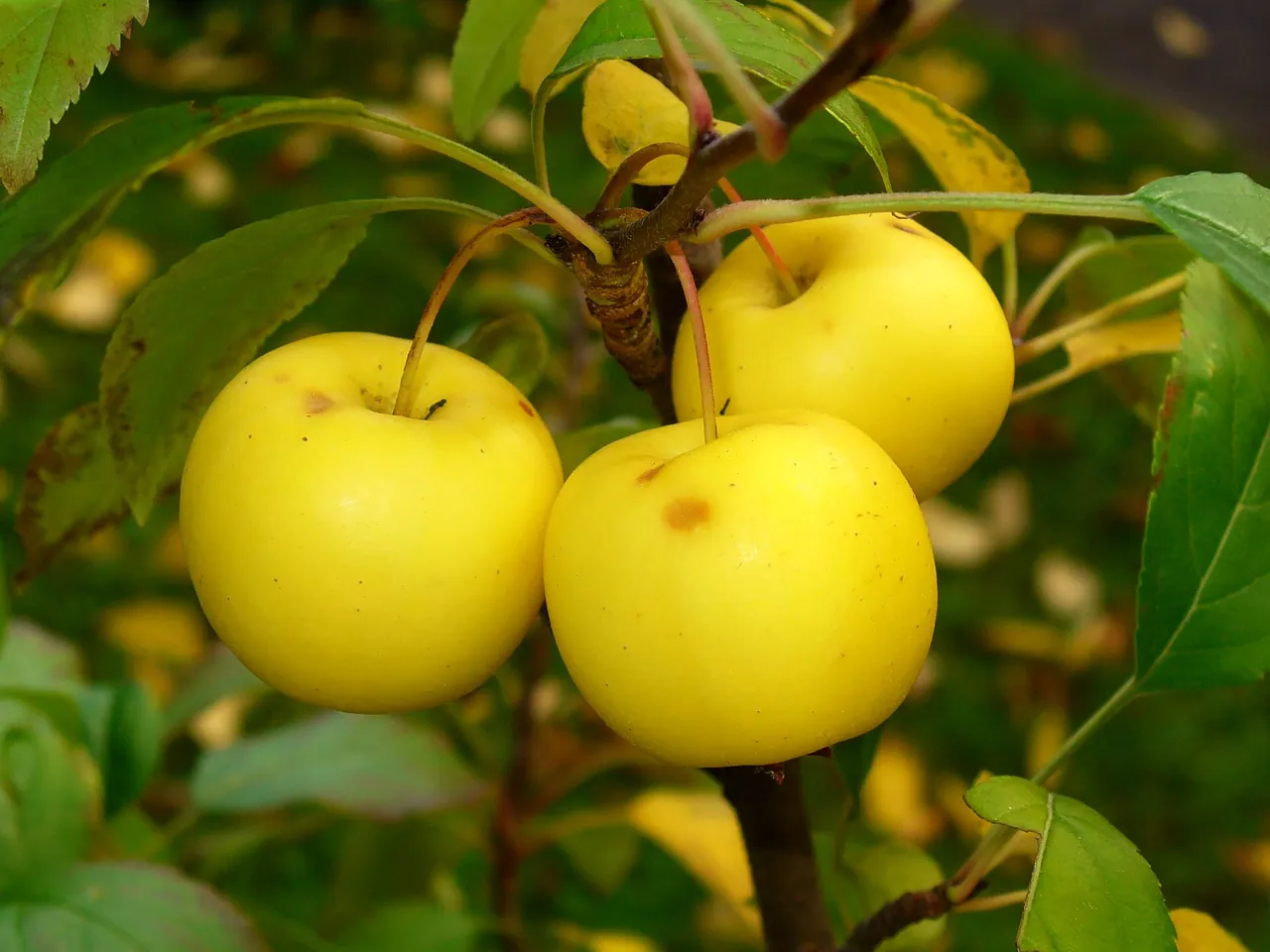 Wilde appel