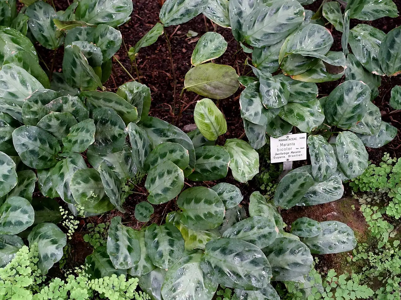 Maranta cristata