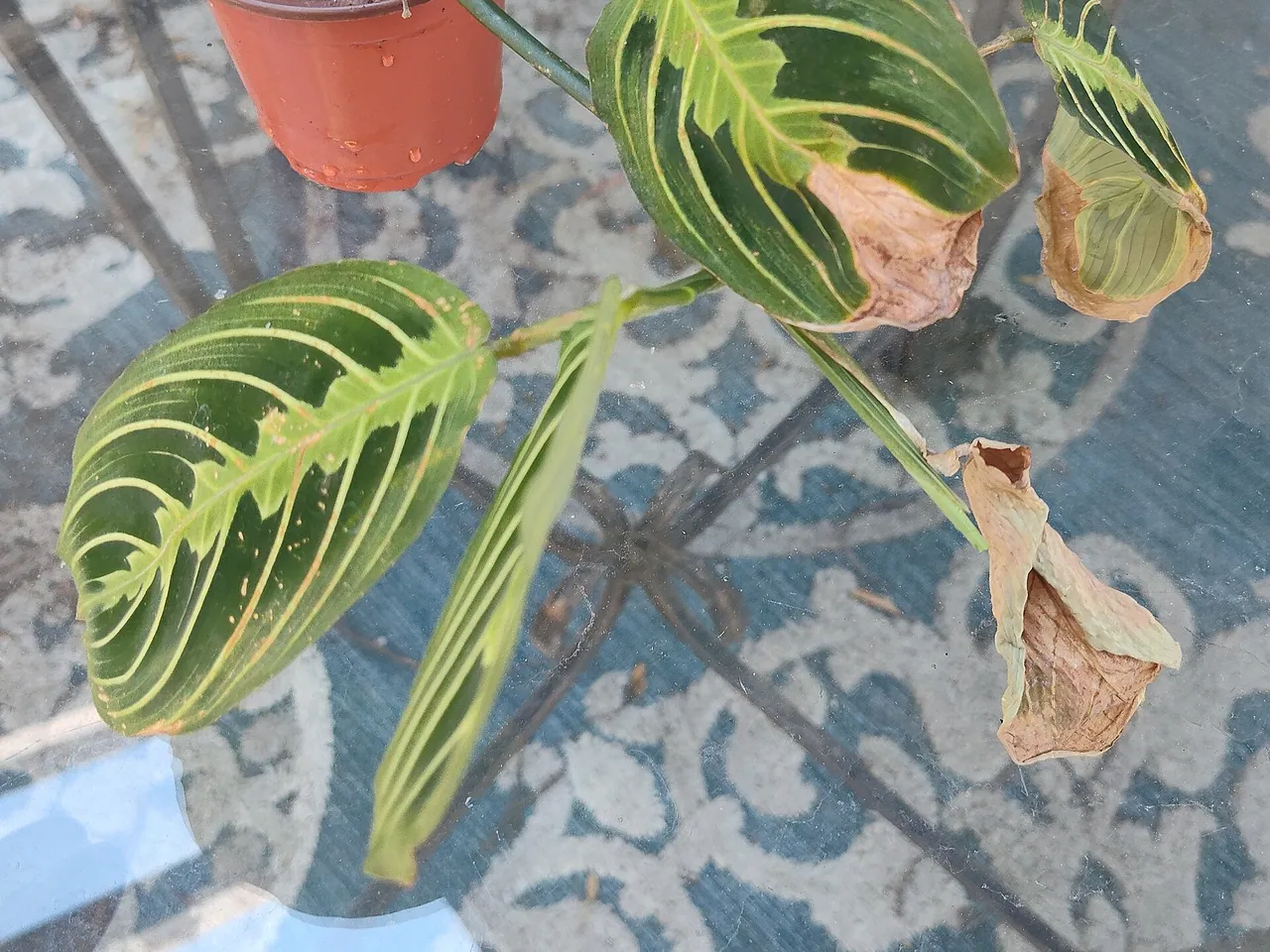 Prayer plant