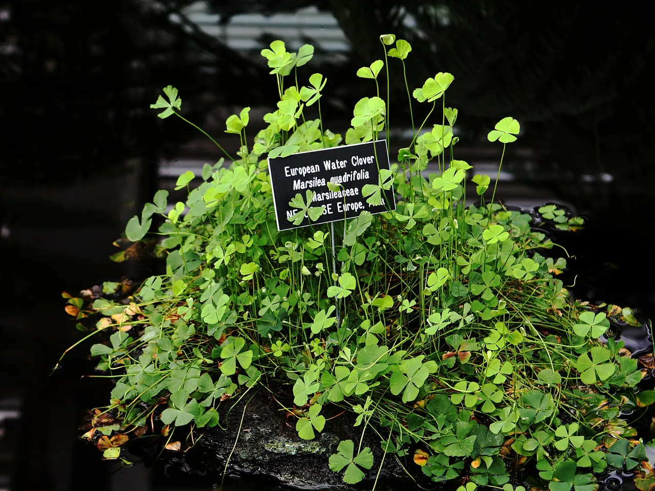 Marsilea quadrifolia