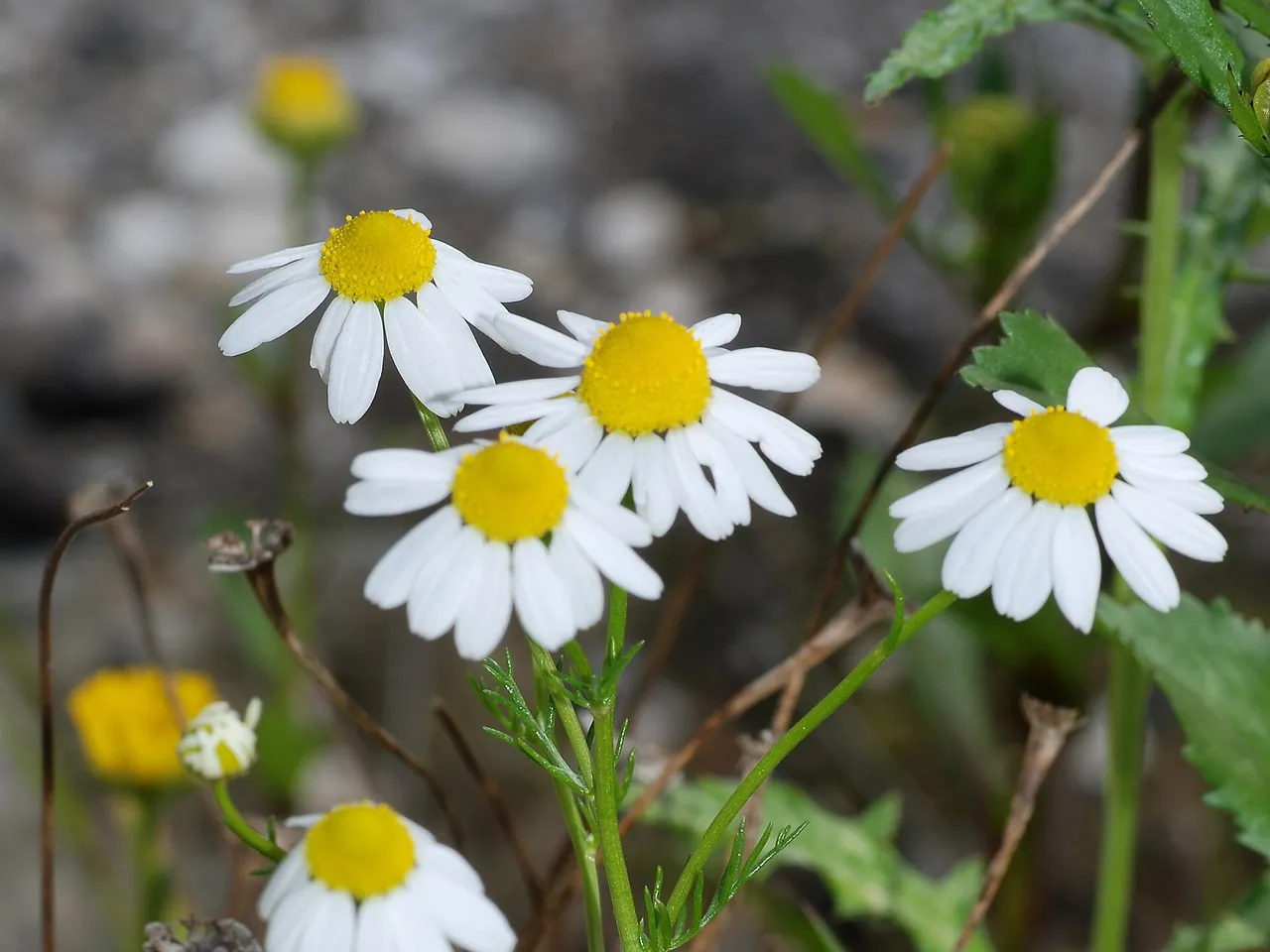 Blue chamomile