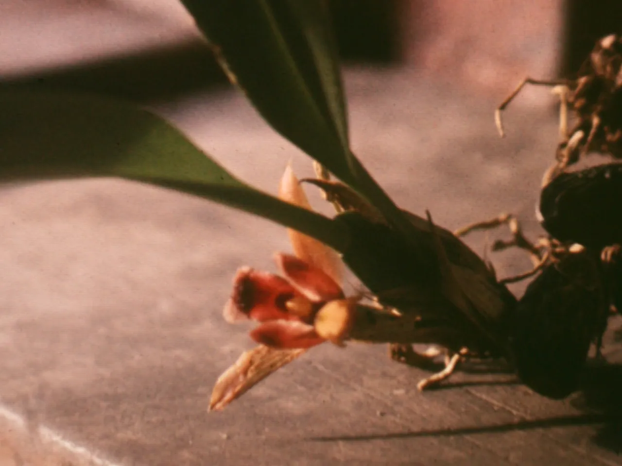 Maxillaria desvauxiana
