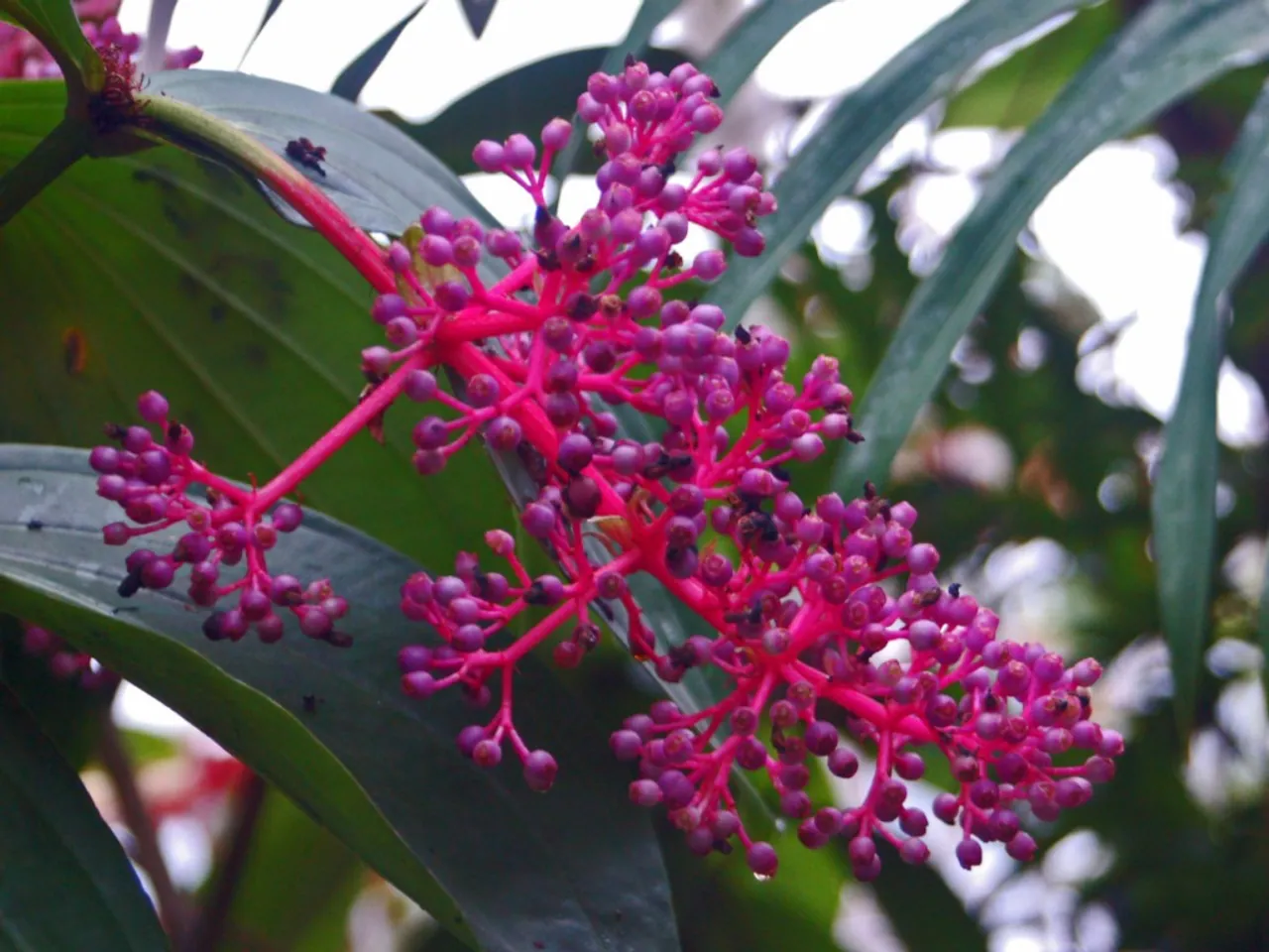 Medinilla speciosa