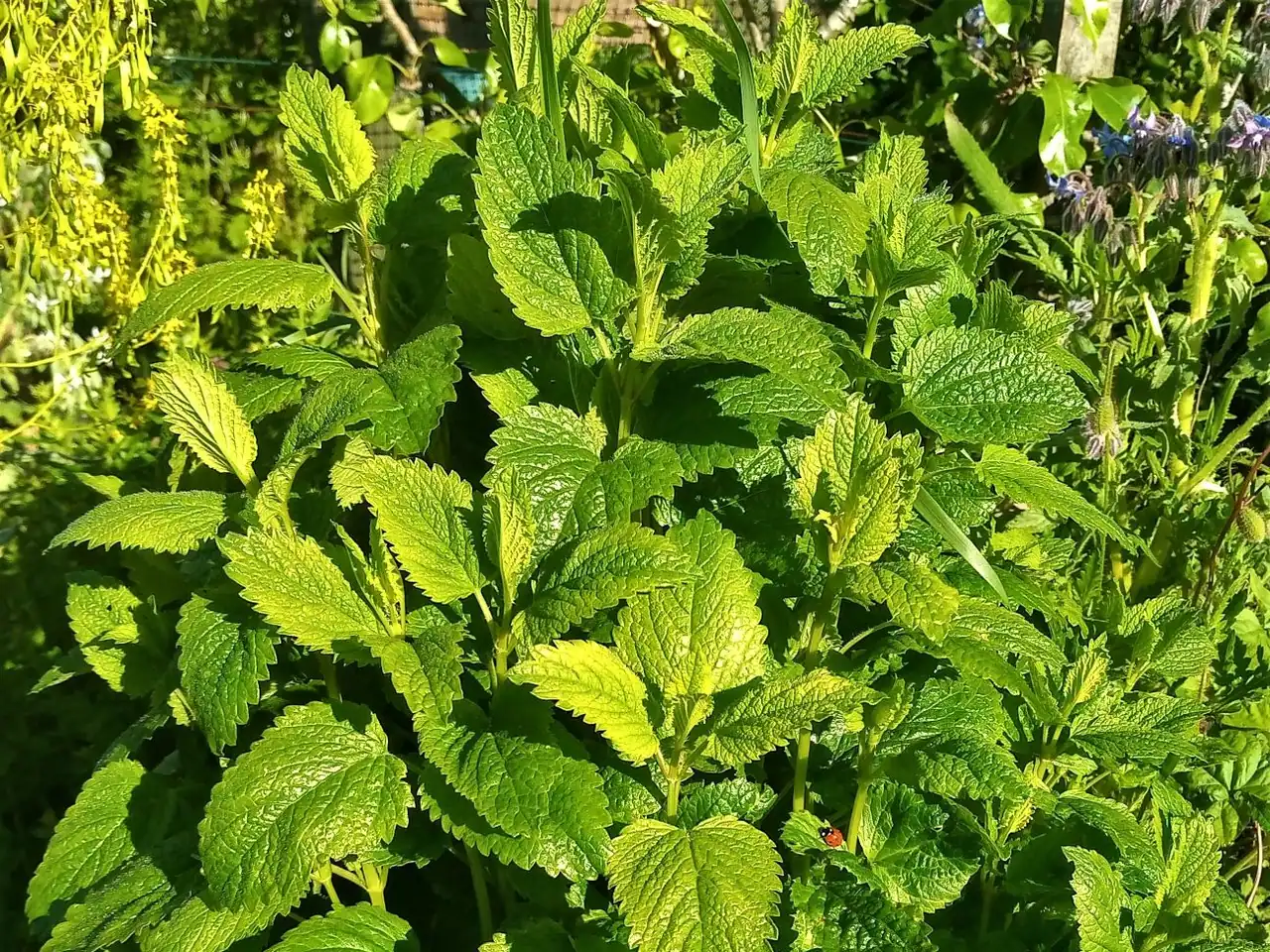 Lemon balm