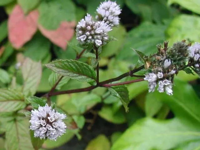 Peppermint