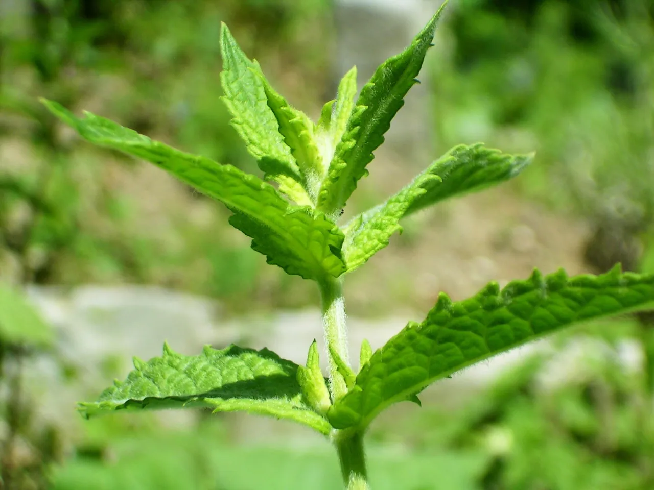 Common mint