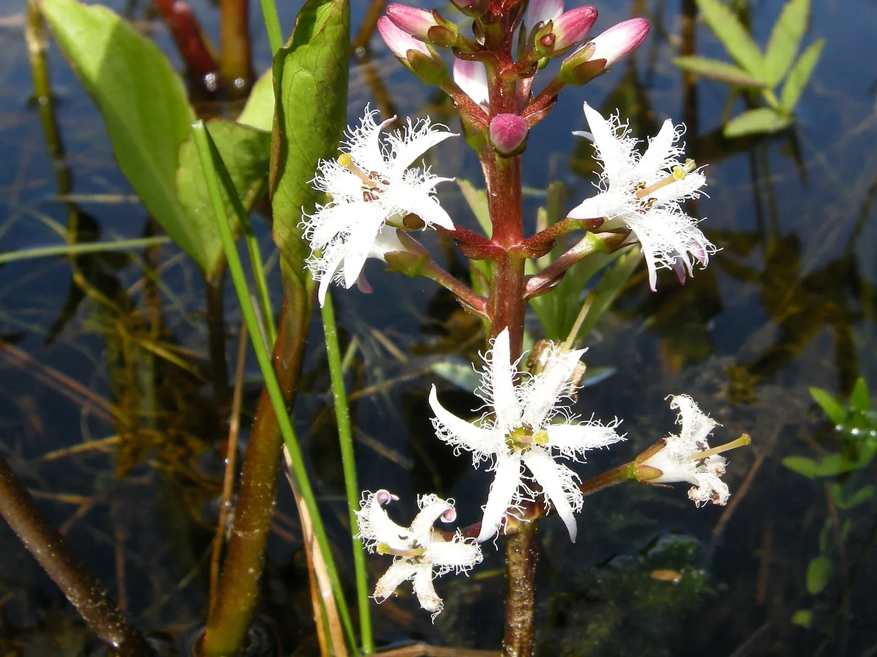 Bogbean