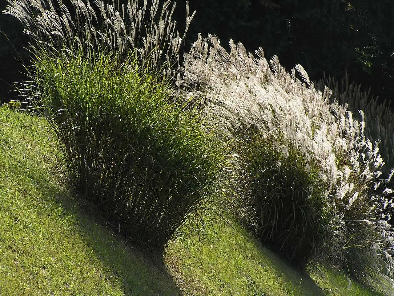 Maiden silvergrass