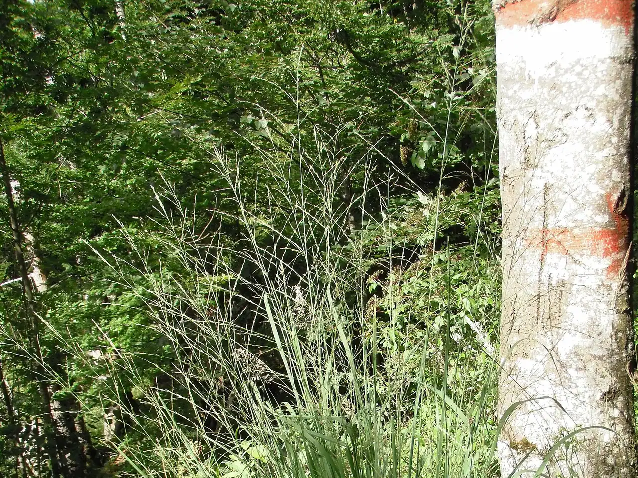 Molinia arundinacea