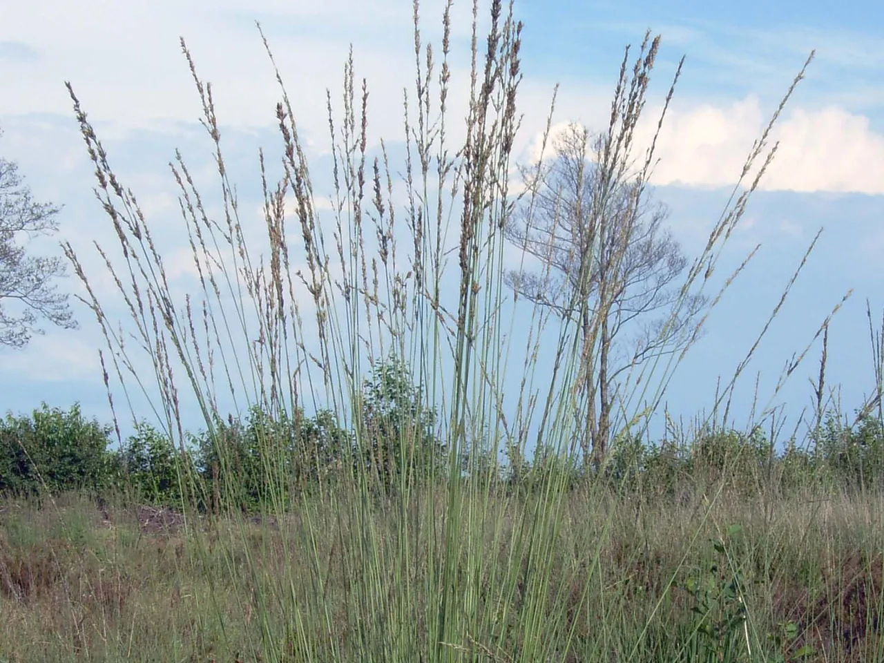Purple moor-grass