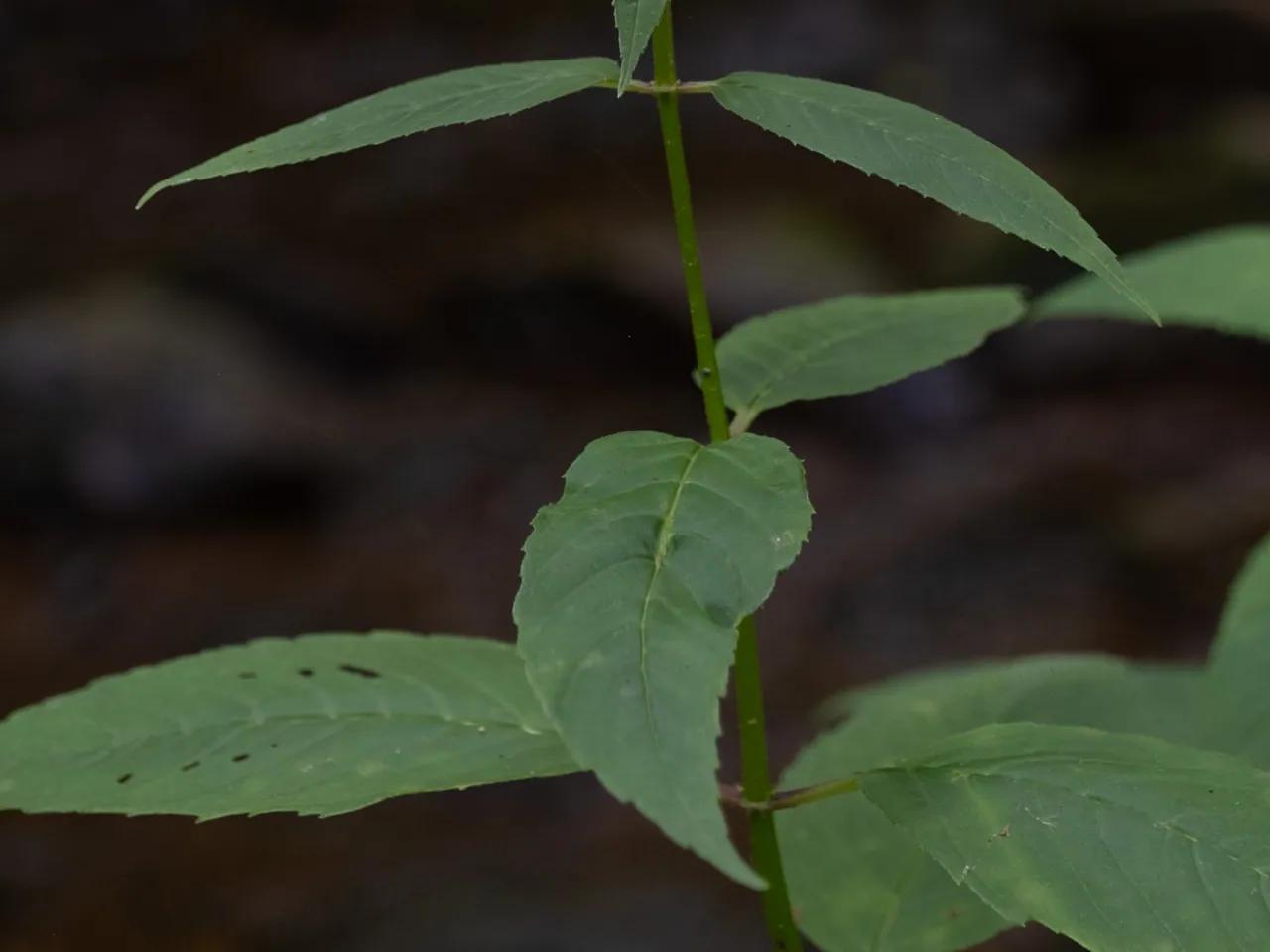 Scarlet beebalm, Oswego tea