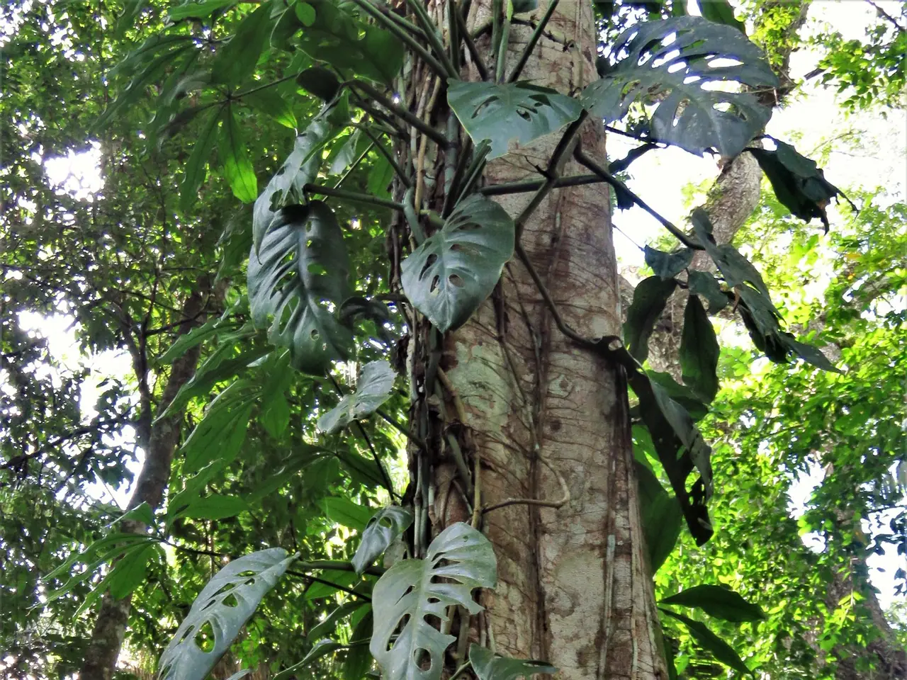 Monstera acuminata