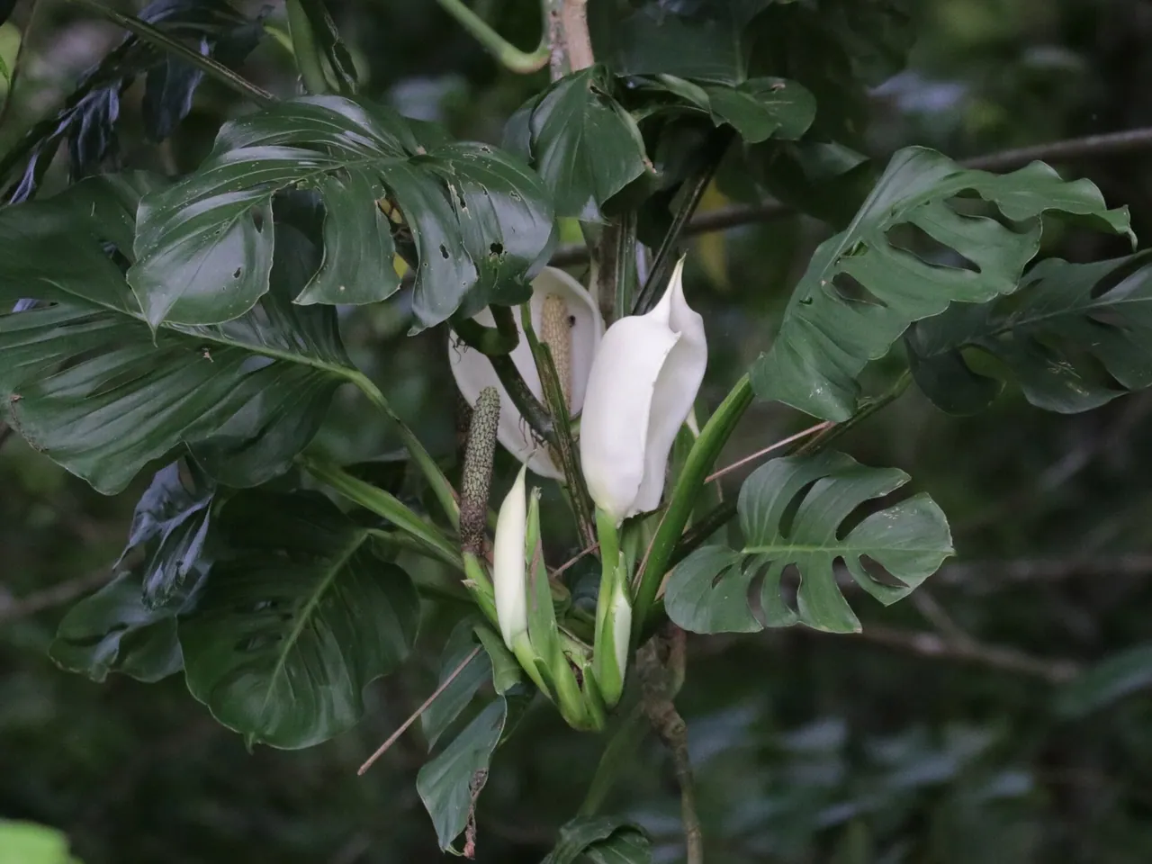 Swiss cheese vine