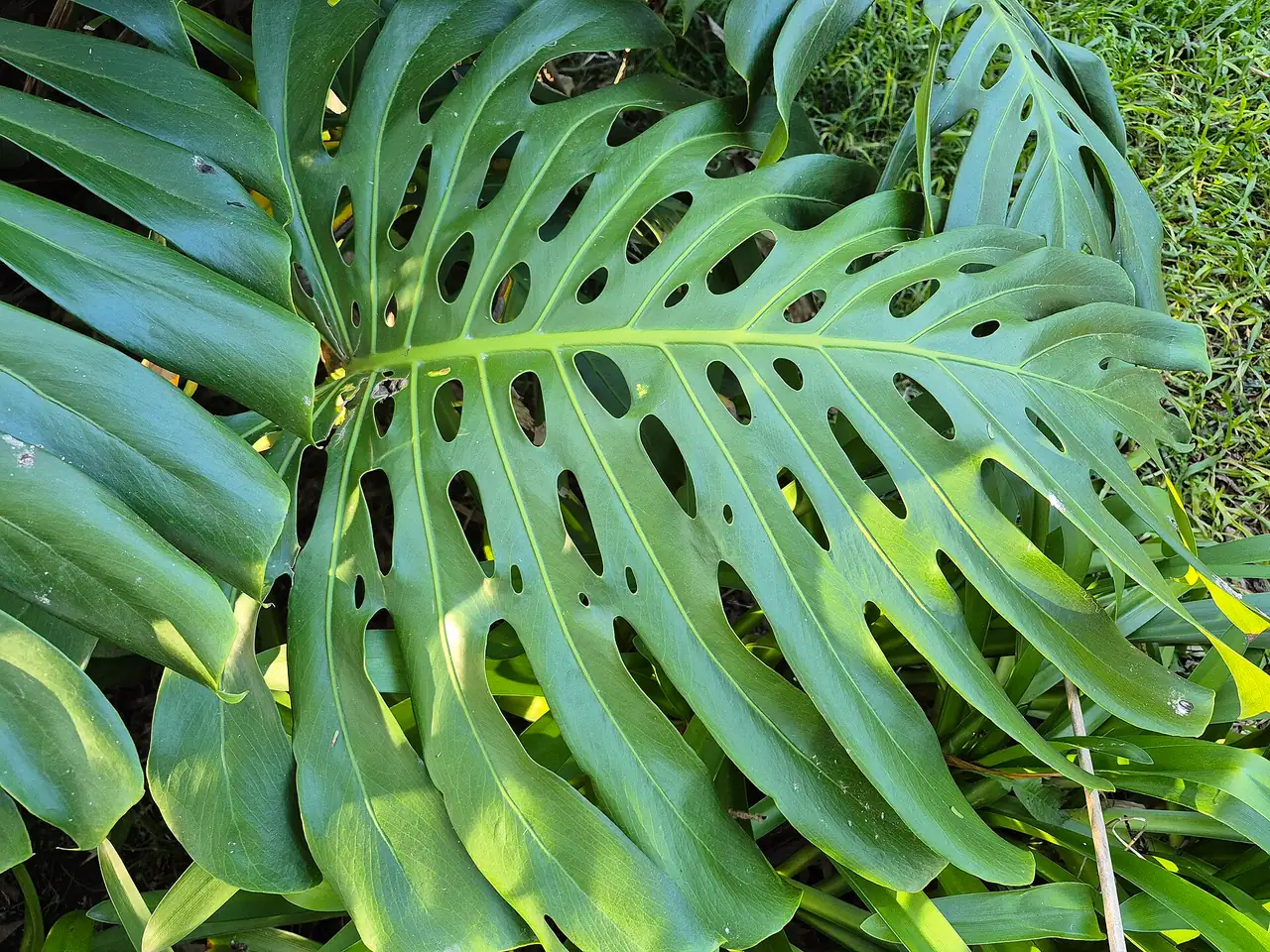 Swiss cheese plant