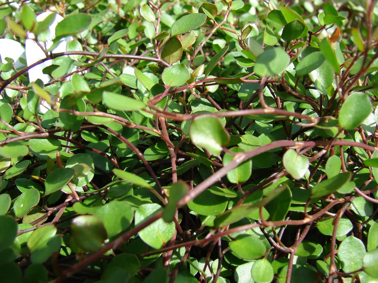 Muehlenbeckia complexa