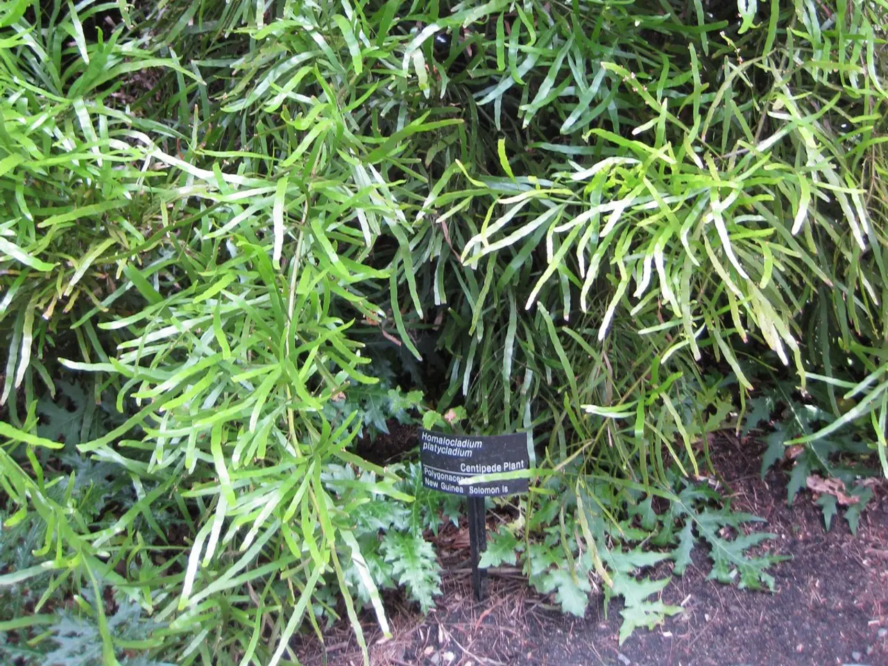 Ribbonbush