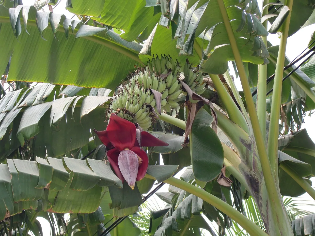 Banana plant