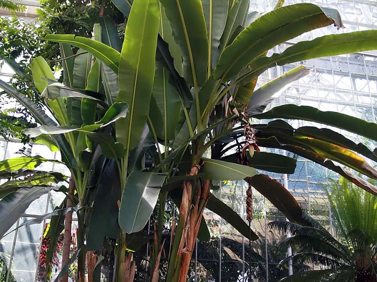 Abaca