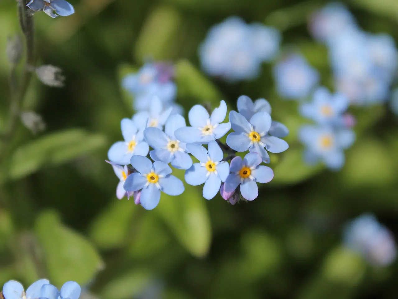 Wood forget-me-not