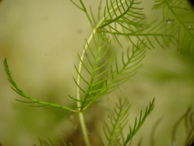 Eurasian watermilfoil