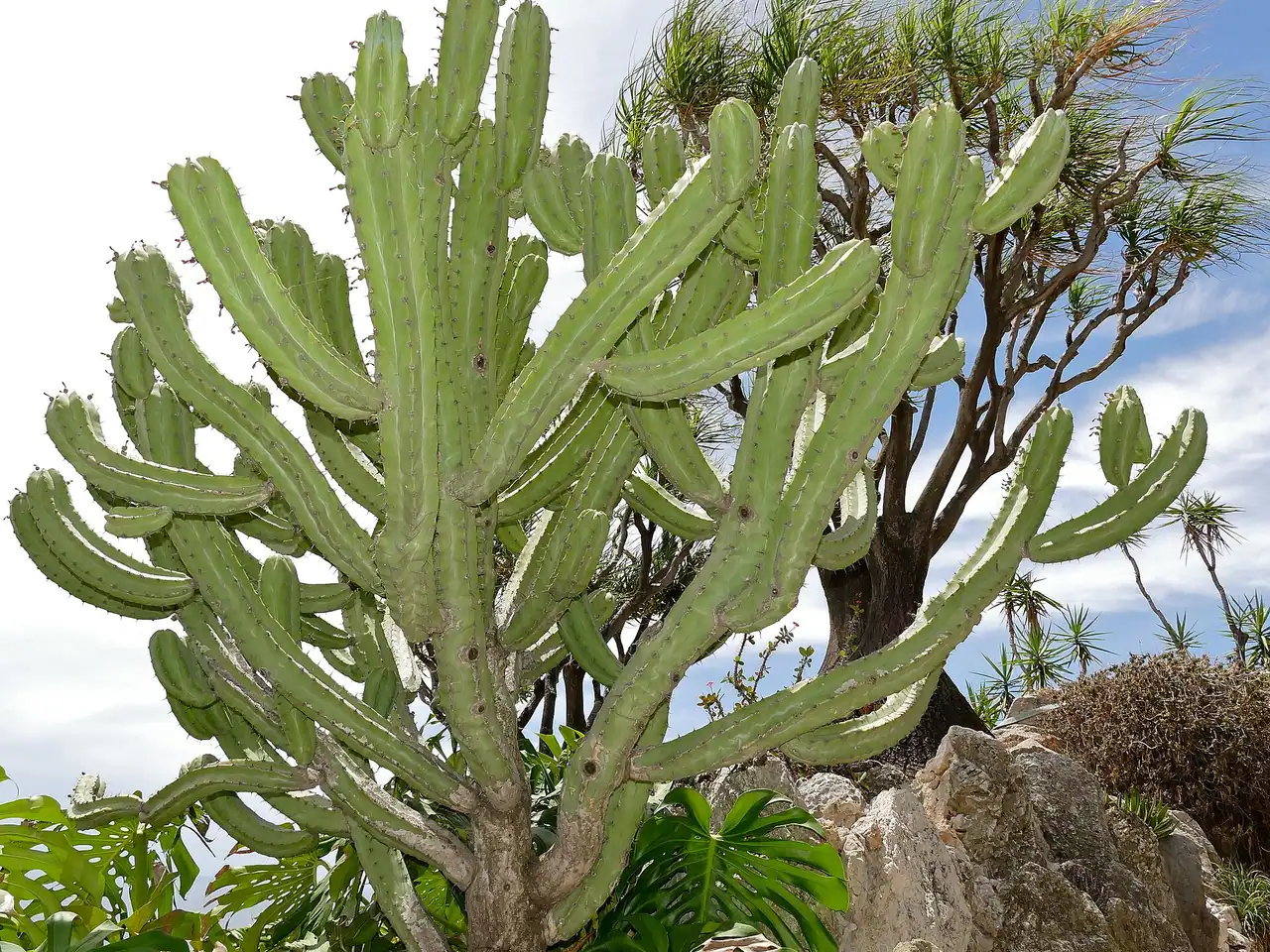 Bilberry cactus