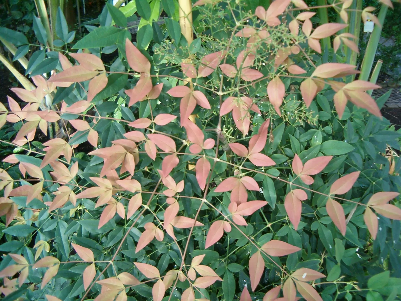 Common nandina