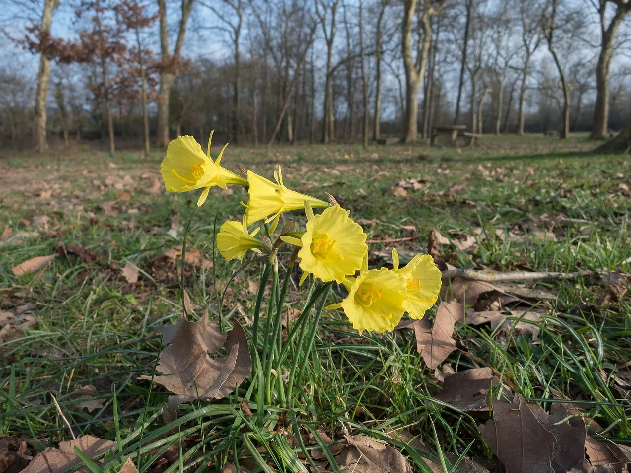 Narcissus bulbocodium