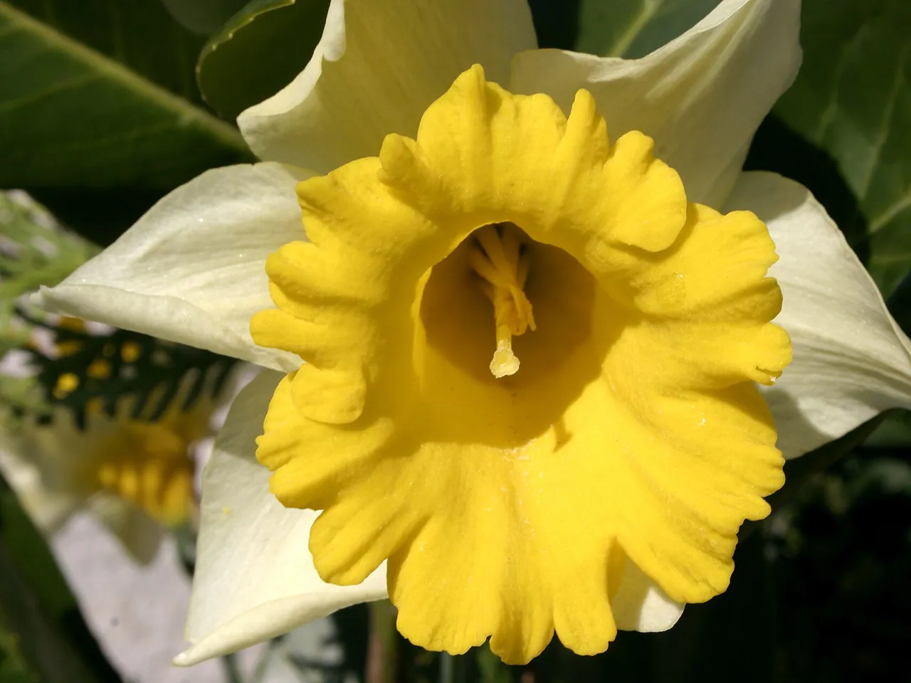 Daffodil