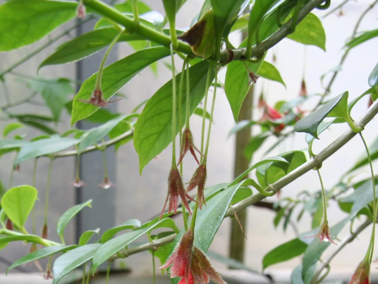 Nematanthus crassifolius
