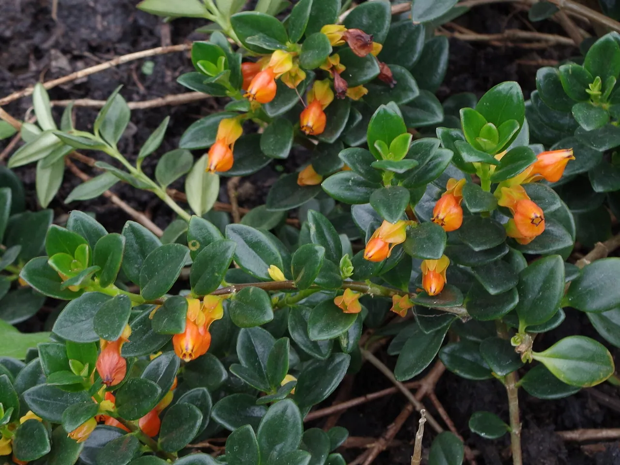Nematanthus gregarius