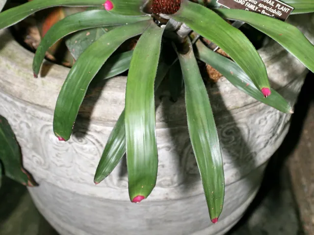 Neoregelia spectabilis