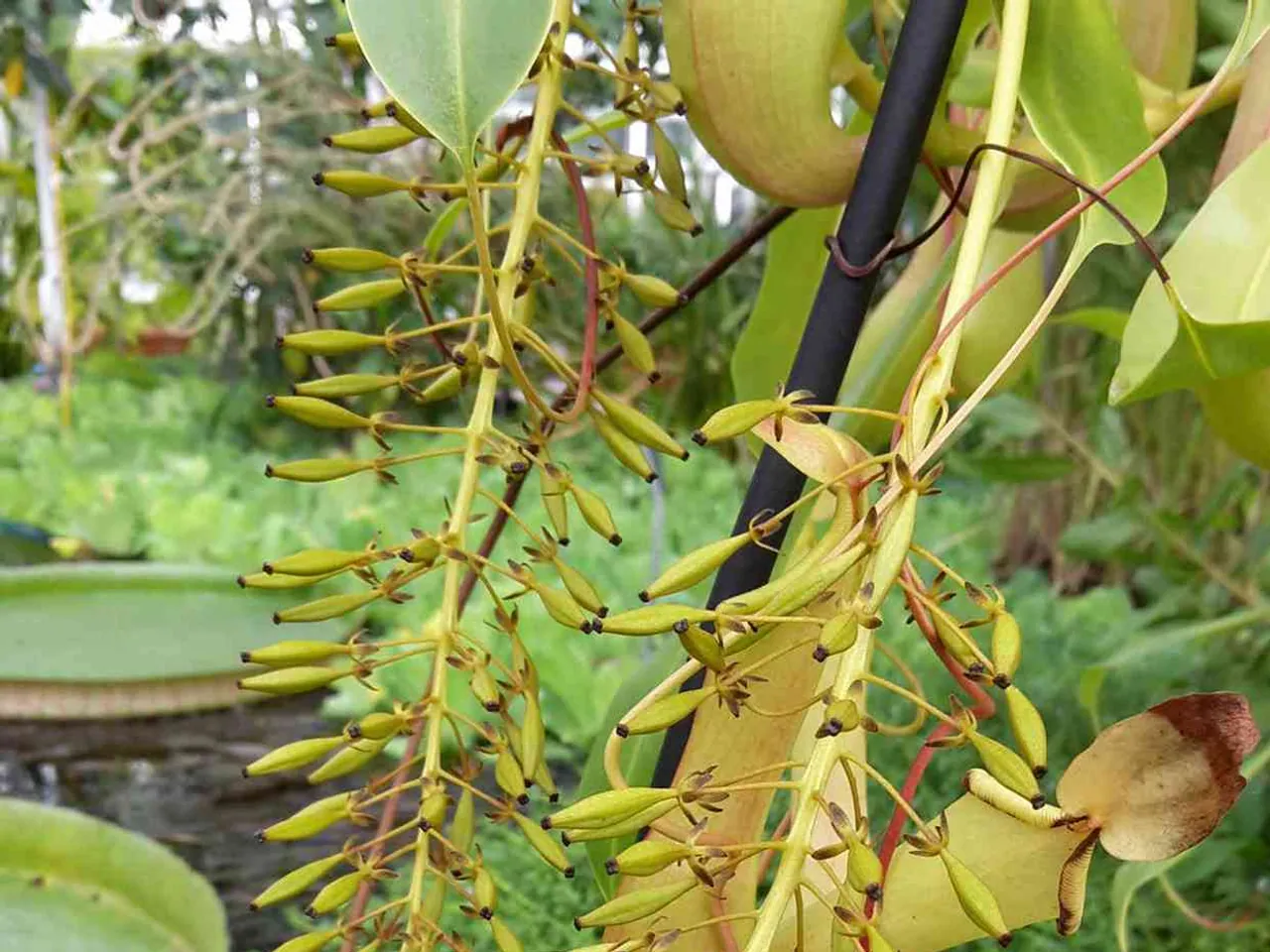 N. alata
