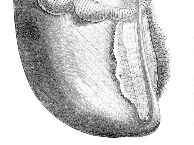Pitcher plant