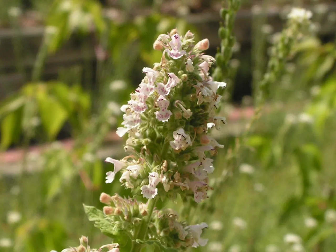 Cat-mint
