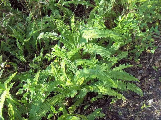 Boston fern