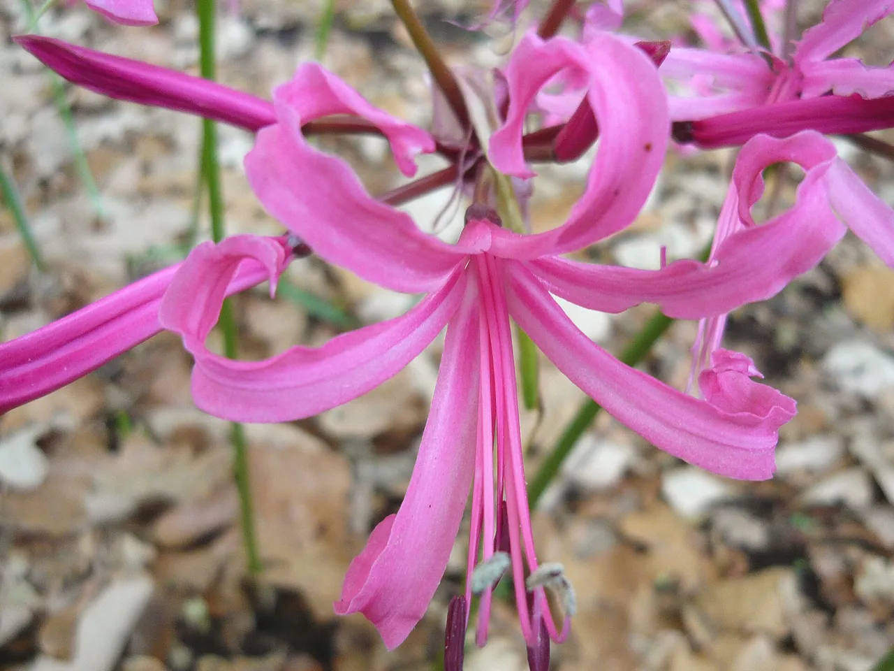 Large Pink Nerine