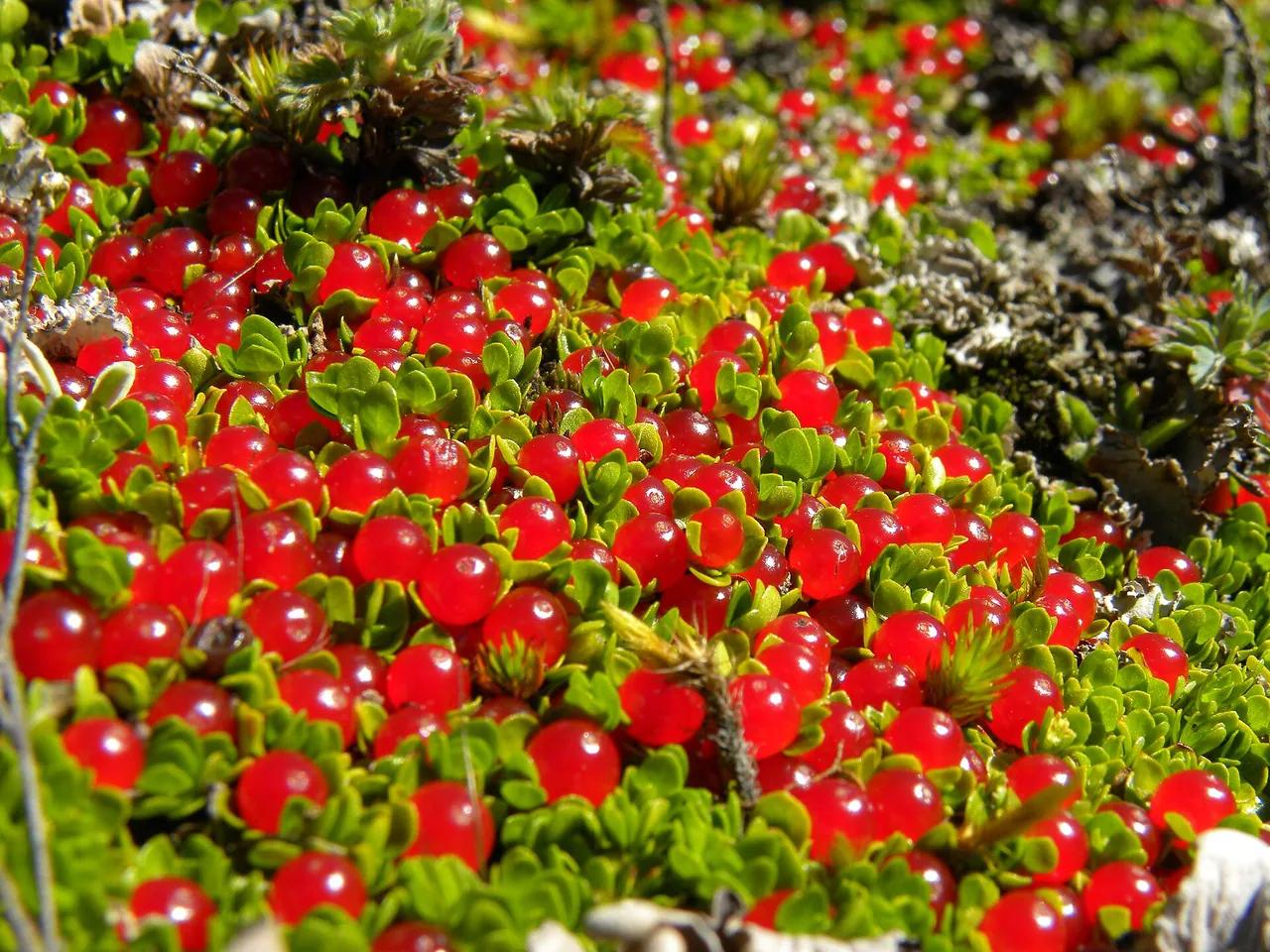 Nertera granadensis