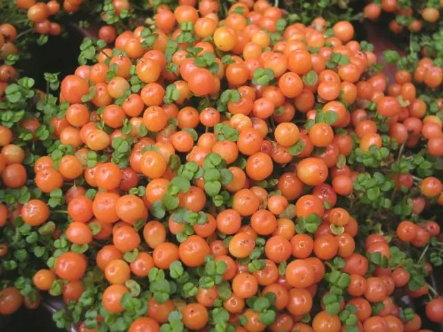 Nertera granadensis