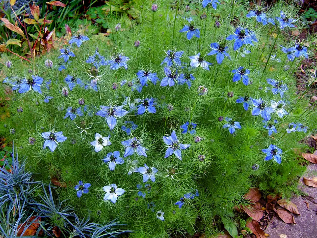 Love-in-a-mist