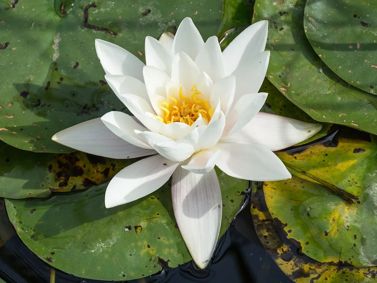 White water-lily