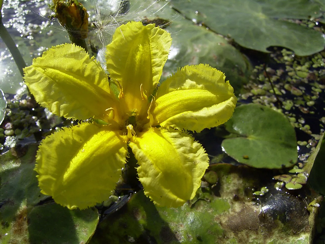 Yellow Floating Heart