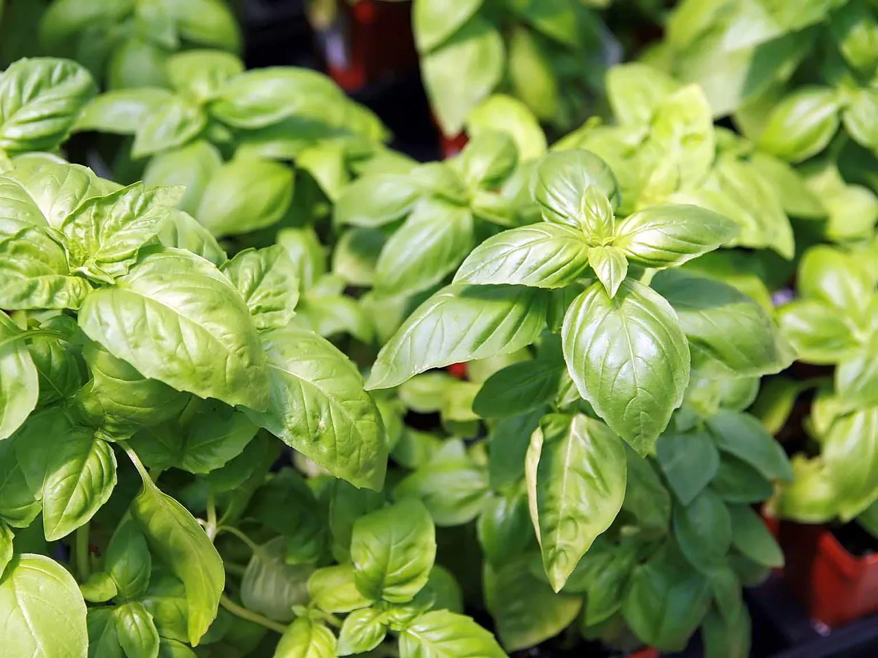 Basil
