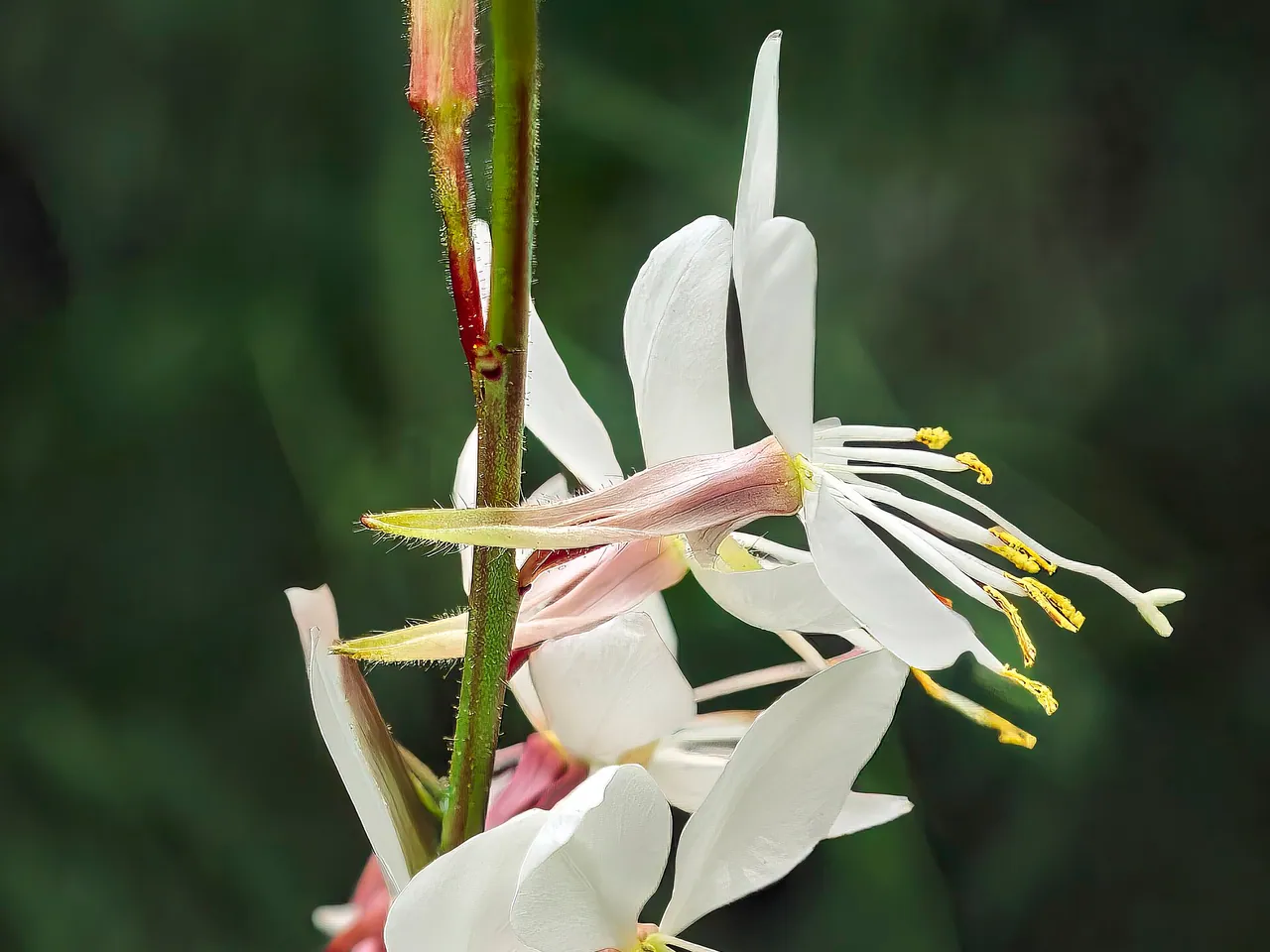 Oenothera lindheimeri