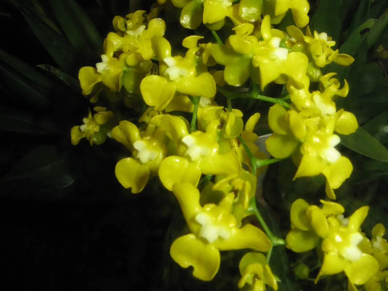 Oncidium cheirophorum