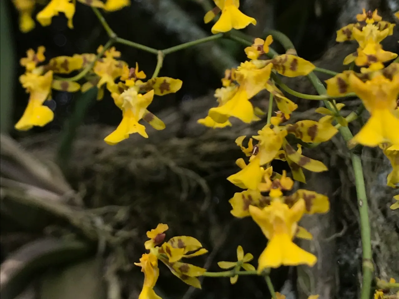 Oncidium ornithorhynchum