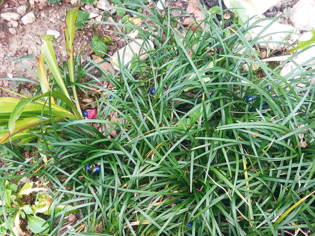 Dwarf lilyturf