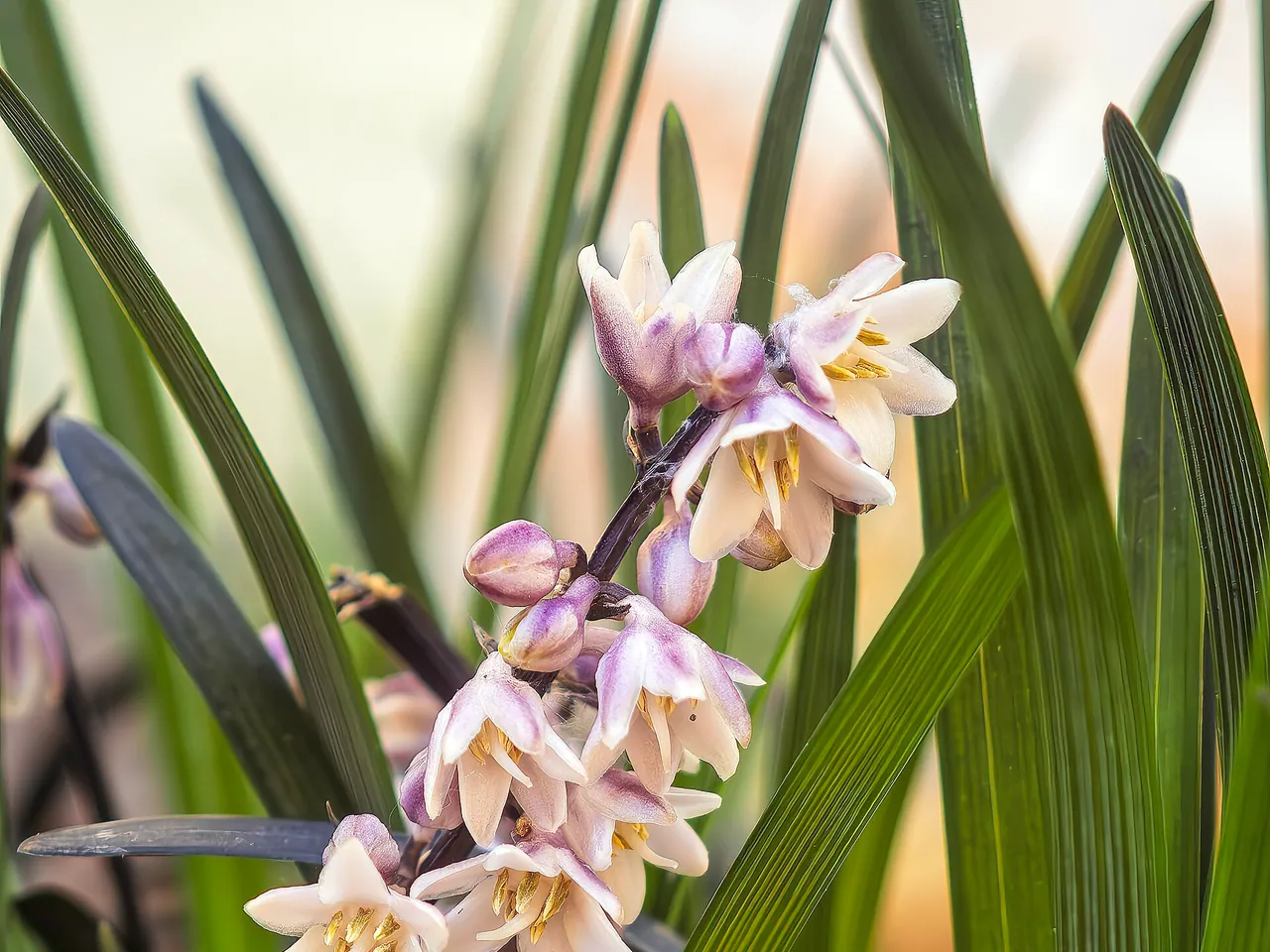 Ophiopogon planiscapus
